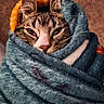 cat, tabby, blanket, cozy, wrapped, sleepy, fur, ears, whiskers, nose, indoors, soft, warm, comfort, pet, animal, closeup, texture, resting, cute