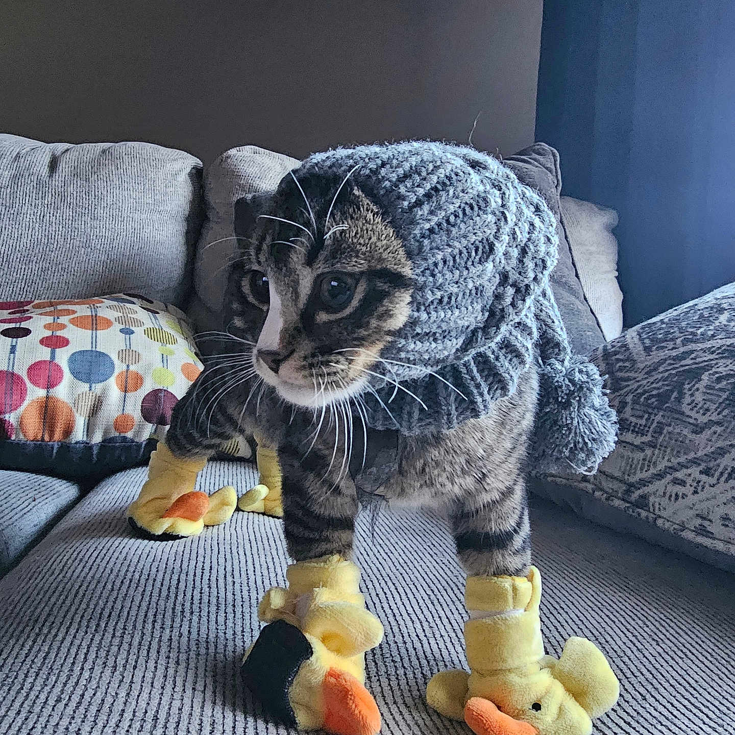 Mittens is registered to the contest to win money with this photo: cat, tabby_cat, knitted_hood, yellow_slippers, duck_slippers, couch, pillows, indoor, pet, cute, cozy, feline, whiskers, fur, domestic_animal, living_room, textured_fabric, curious, animal_costume, home