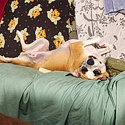 Sandi Jo is registered to the contest to win money with this photo: dog, couch, blanket, towel, upside_down, relaxed, indoor, pet, cozy, fabric, home, fur, canine, resting, living_room, comfort, animal, smiling, domestic, furniture