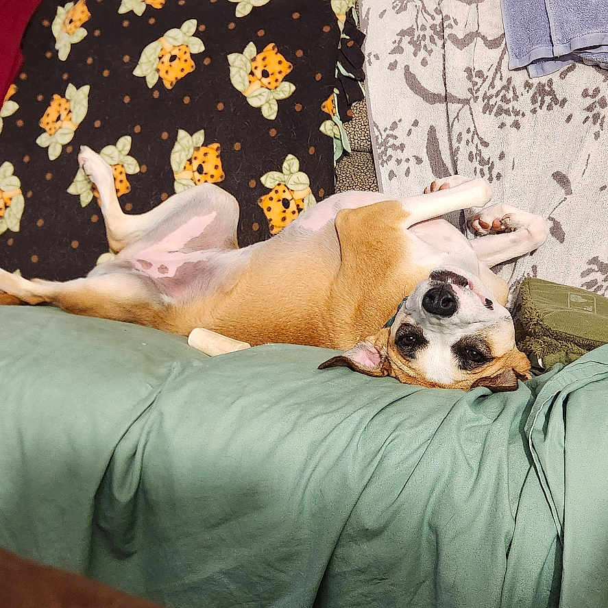 Sandi Jo is registered to the contest to win money with this photo: animal, blanket, canine, comfort, couch, cozy, dog, domestic, fabric, fur, furniture, home, indoor, living_room, pet, relaxed, resting, smiling, towel, upside_down