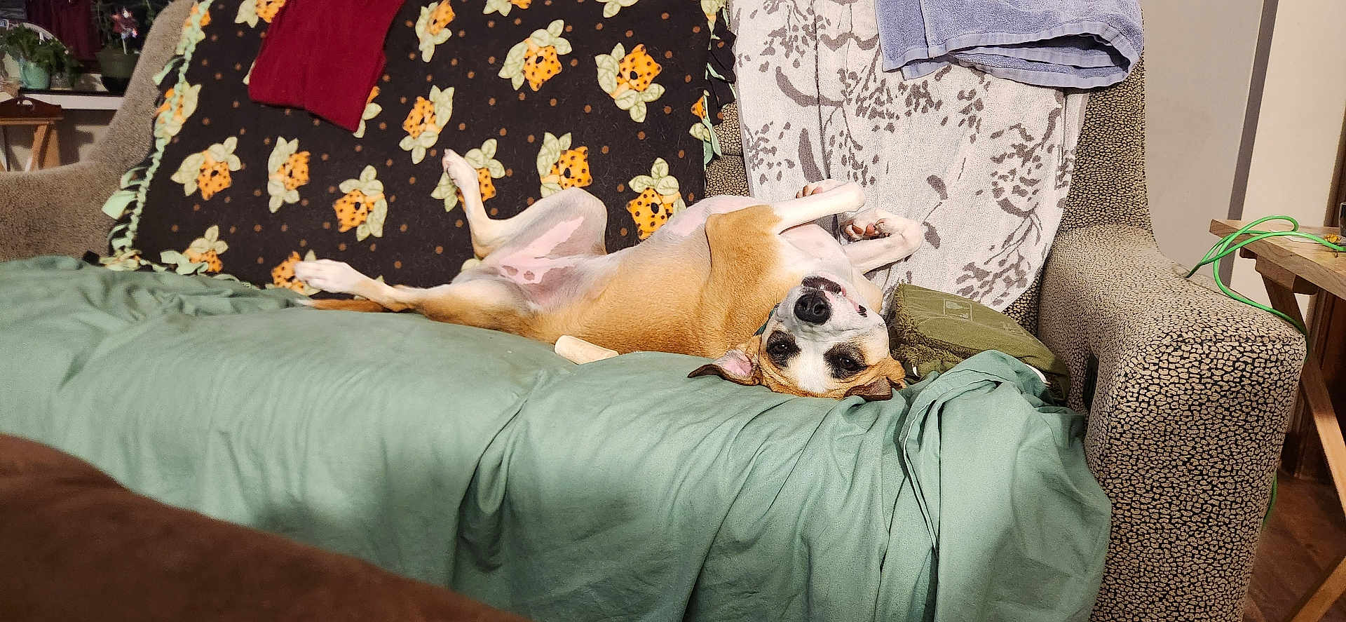 Sandi Jo is registered to the contest to win money with this photo: dog, couch, blanket, towel, upside_down, relaxed, indoor, pet, cozy, fabric, home, fur, canine, resting, living_room, comfort, animal, smiling, domestic, furniture