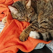Sophie participe au concours pour gagner de l'argent avec cette photo : animal, cat, closeup, comfort, cozy, cute, feline, fur, indoor, nap, orange_blanket, paw, pet, relaxation, rest, sleeping, soft, tabby, tail, whiskers