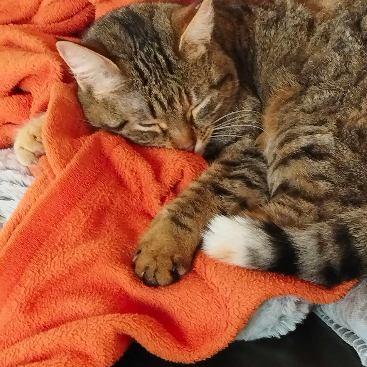 Sophie