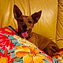 Mia a rejoint le concours — aidez-le/la à gagner de superbes lots ! dog, tongue, ears, yellow_couch, floral_pillow, indoor, pet, happy, relaxed, brown_dog, animal, canine, home, comfort, smiling, closeup, fur, portrait, domestic, resting