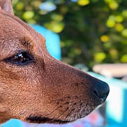 Mia a rejoint le concours — aidez-le/la à gagner de superbes lots ! dog, close_up, profile, brown_coat, outdoor, pet, animal, canine, snout, eye, fur, nature, blurred_background, greenery, chair, calm, portrait, daylight, domestic_animal, side_view