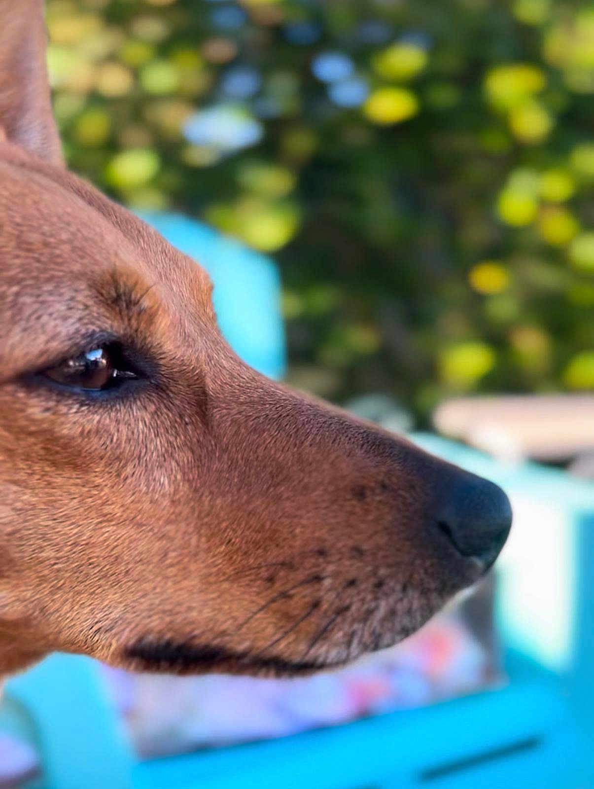 Mia a rejoint le concours — aidez-le/la à gagner de superbes lots ! dog, close_up, profile, brown_coat, outdoor, pet, animal, canine, snout, eye, fur, nature, blurred_background, greenery, chair, calm, portrait, daylight, domestic_animal, side_view
