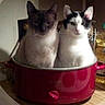 animal, appliance, black_and_white_cat, cat, cats, companion, countertop, cozy, curious, domestic_animal, feline, household, indoor, kitchen, pet, pot, slow_cooker, still_life, two_cats, white_cat
