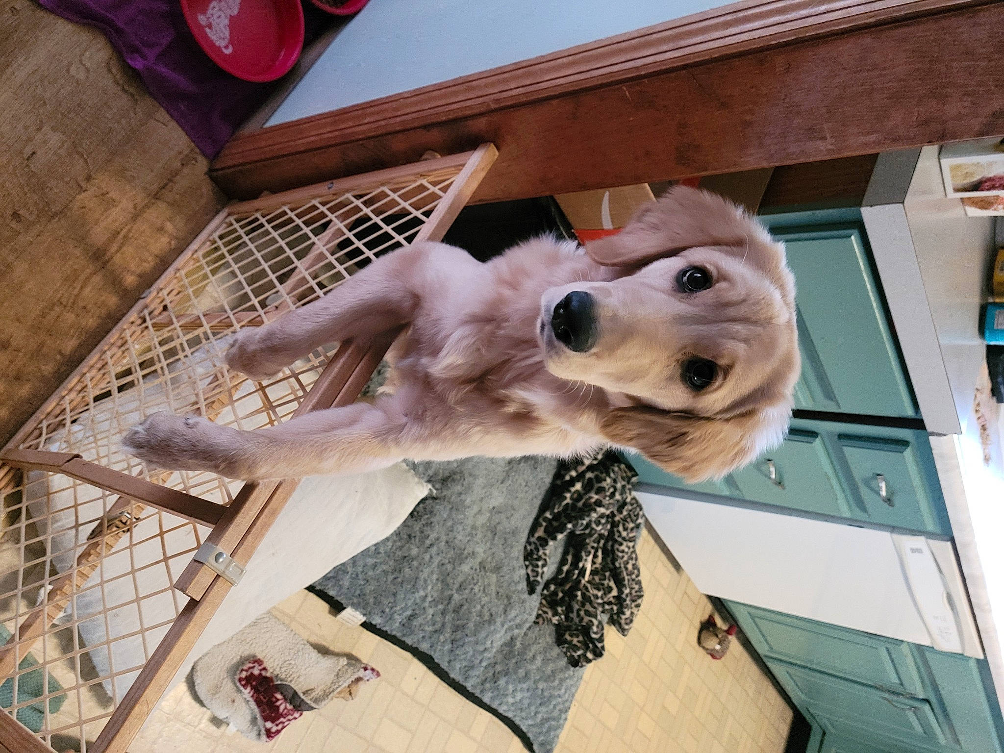 Sandi is registered to the contest to win money with this photo: canidae, carnivore, collar, companion_dog, dog, dog_breed, dog_collar, dog_supply, fawn, flooring, fur, guard_dog, metal, pet_supply, retriever, selfie, sporting_group, whiskers, wood, working_animal