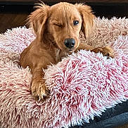 Nala joined the competition — help win amazing prizes! dog, puppy, golden_retriever, winking, pink, fluffy, dog_bed, pet, cute, cozy, indoor, fur, animal, resting, small, friendly, canine, sleepy, home, adorable
