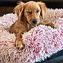 dog, puppy, golden_retriever, winking, pink, fluffy, dog_bed, pet, cute, cozy, indoor, fur, animal, resting, small, friendly, canine, sleepy, home, adorable