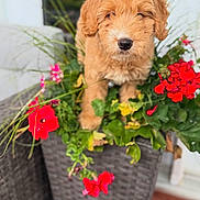 Bubbles is registered to the contest to win money with this photo: adorable, animal, brown_fur, closeup, cute, dog, flower, fluffy, fur, garden, green_leaf, nature, outdoor, pet, plant, puppy, red_flower, small_dog, wicker_planter, young_dog