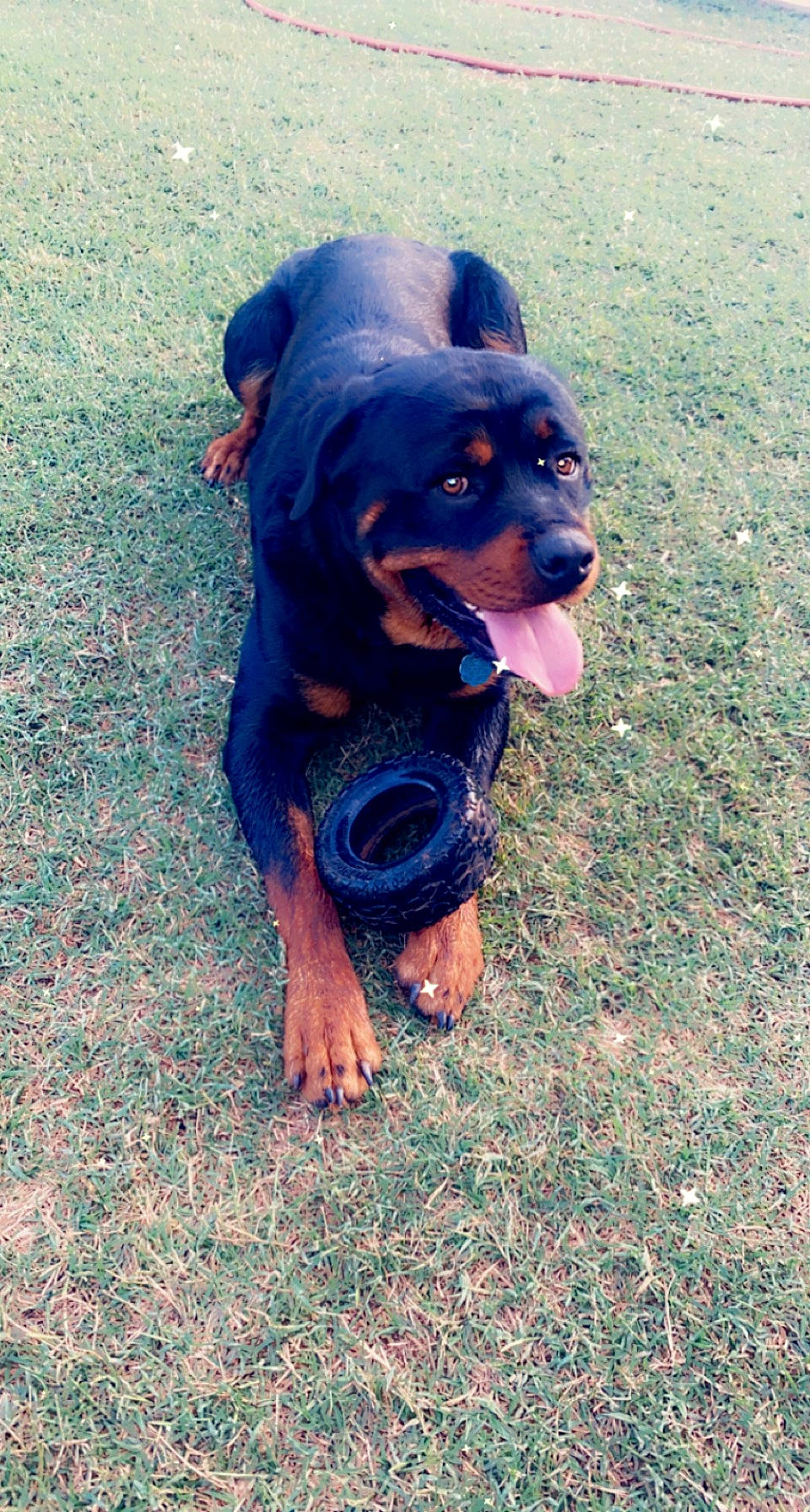 Monster is registered to the contest to win money with this photo: canidae, carnivore, companion_dog, dog, dog_breed, dog_supply, electric_blue, fawn, grass, guard_dog, hound, hunting_dog, liver, rottweiler, shadow, snout, sporting_group, terrestrial_animal, working_animal, working_dog