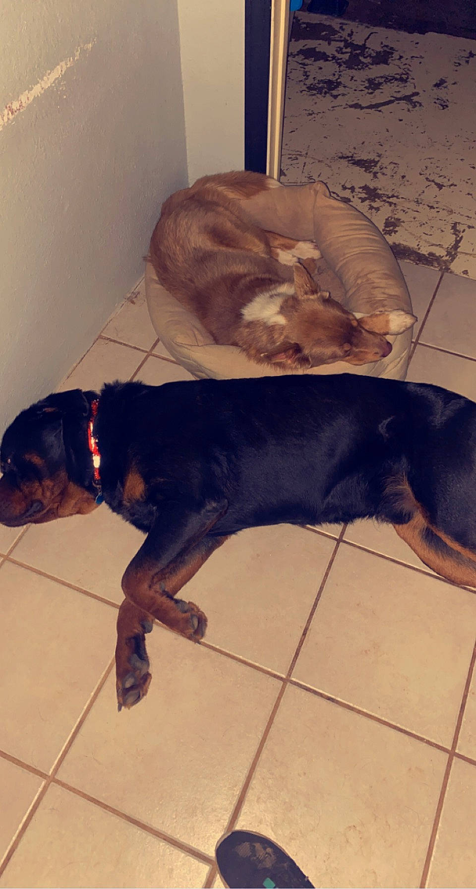 Monster is registered to the contest to win money with this photo: canidae, carnivore, collar, comfort, companion_dog, dog, dog_breed, dog_collar, fawn, floor, flooring, fur, guard_dog, hardwood, liver, pet_supply, snout, tail, vertebrate, working_animal