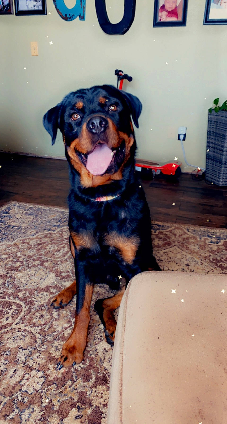 Monster is registered to the contest to win money with this photo: austrian_black_and_tan_hound, canidae, carnivore, collar, companion_dog, dog, dog_breed, fawn, fur, guard_dog, hunting_dog, landscape, lithuanian_hound, puppy, rottweiler, scent_hound, snout, sporting_group, working_animal, working_dog