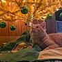 cat, ginger_cat, christmas_tree, artificial_tree, christmas_ornaments, green_ornaments, tree_skirt, carpet, wooden_paneling, indoor, decorations, holiday, fairy_lights, cozy, pet, feline, home_interior, relaxed, animal, festive