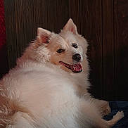 Densel is registered to the contest to win money with this photo: dog, fluffy, white, smiling, indoor, blanket, wooden_wall, portrait, pet, happy, cozy, lying_down, fur, animal, home, couch, relaxed, looking_back, black_and_white_photo, television