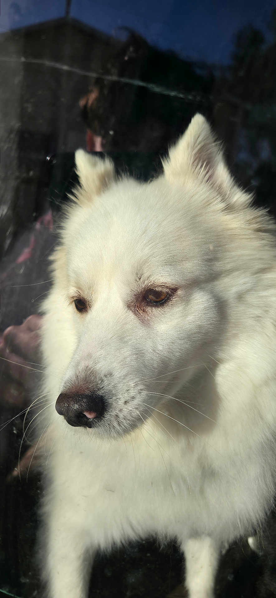 Densel joined the competition — help win amazing prizes! dog, white_dog, fluffy, fur, pet, animal, close_up, portrait, window, reflection, outdoor, sunlight, face, ears, nose, whiskers, domestic_animal, canine, looking_away, soft_light