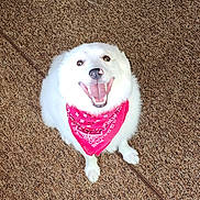 Densel joined the competition — help win amazing prizes! animal, bandana, brown_carpet, canine, carpet, cute, dog, domestic_animal, friendly, fur, happy, indoors, looking_up, pet, playful, portrait, red_bandana, sitting, smiling, white_dog