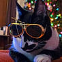 King joined the competition — help win amazing prizes! cat, tuxedo_cat, sunglasses, orange_blanket, christmas_tree, colorful_lights, indoor, holiday, decorations, pet, relaxed, cozy, feline, black_and_white, whiskers, paws, eyewear, blurred_background, festive, cute