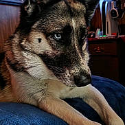 Aussie Rasor is registered to the contest to win money with this photo: dog, canine, blue_eyes, close_up, indoor, furniture, plush_surface, gaming_console, tv_screen, wooden_wall, portrait, pet, relaxed, ears_up, technology, living_room, home, resting, animal, companion