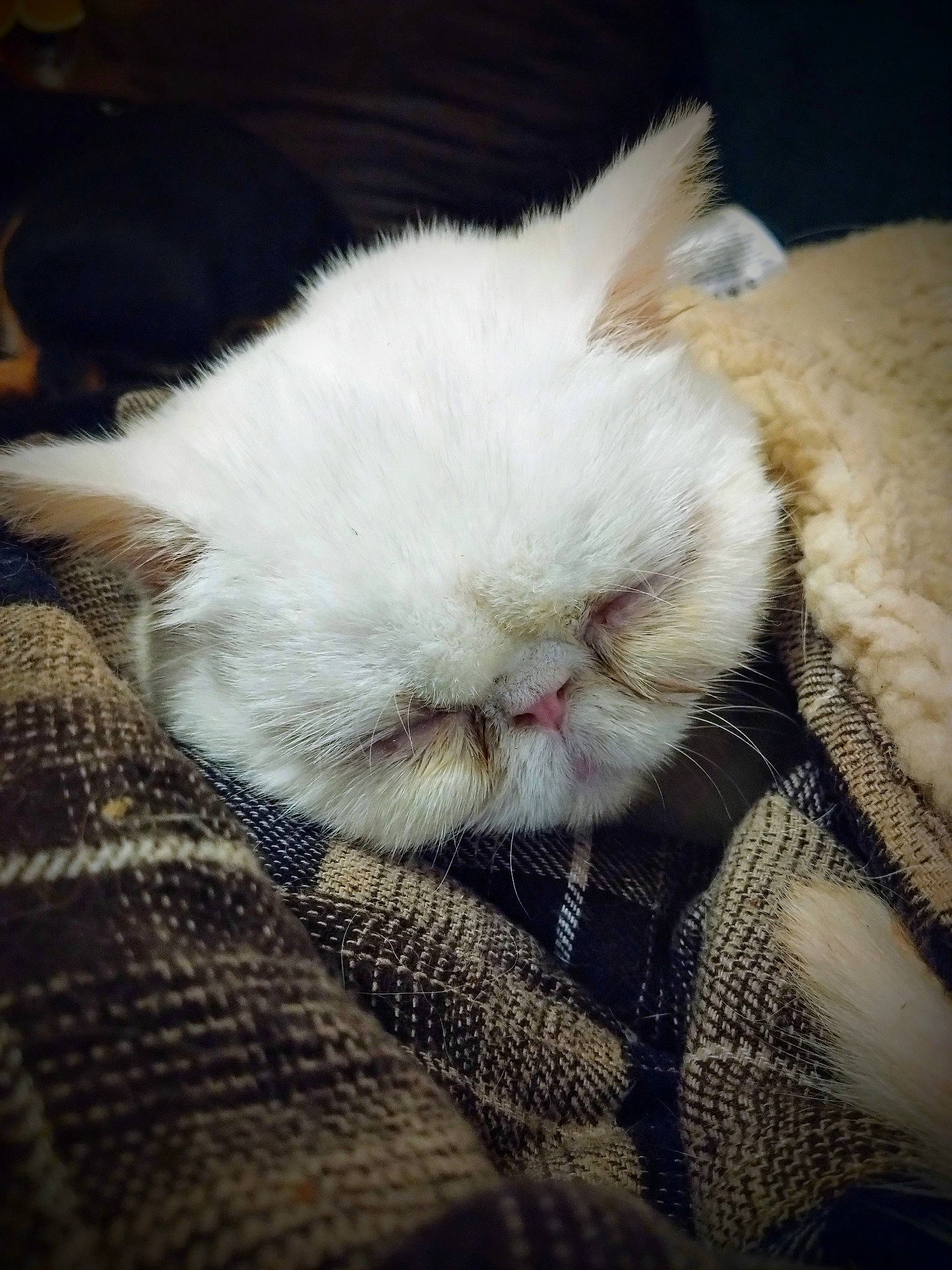 Ugo a rejoint le concours — aidez-le/la à gagner de superbes lots ! carnivore, cat, claw, close_up, cloud, comfort, domestic_short_haired_cat, felidae, fur, linens, mammal, nap, paw, sleep, small_to_medium_sized_cats, tail, terrestrial_animal, vertebrate, whiskers