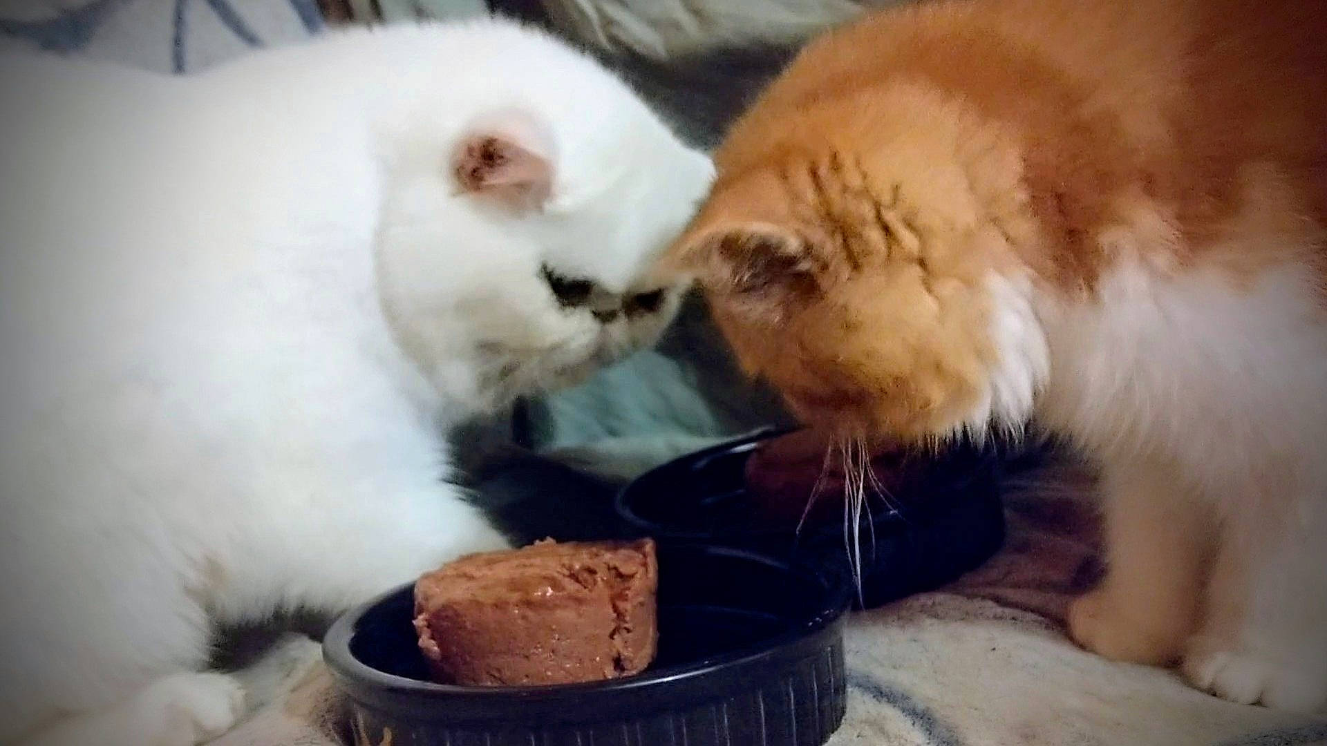 Ugo a rejoint le concours — aidez-le/la à gagner de superbes lots ! animal_feed, carnivore, cat, cat_supply, claw, comfort, comfort_food, drinking, fang, fawn, felidae, fur, paw, pet_supply, small_to_medium_sized_cats, snout, tableware, tail, terrestrial_animal, whiskers