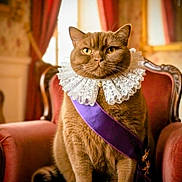 Aïko participe au concours pour gagner de l'argent avec cette photo : armchair, brown_cat, cat, closeup, decor, elegant, feline, fluffy, furniture, indoor, lace_collar, luxury, portrait, posing, purple_sash, regal, royal, sitting, soft_light, vintage