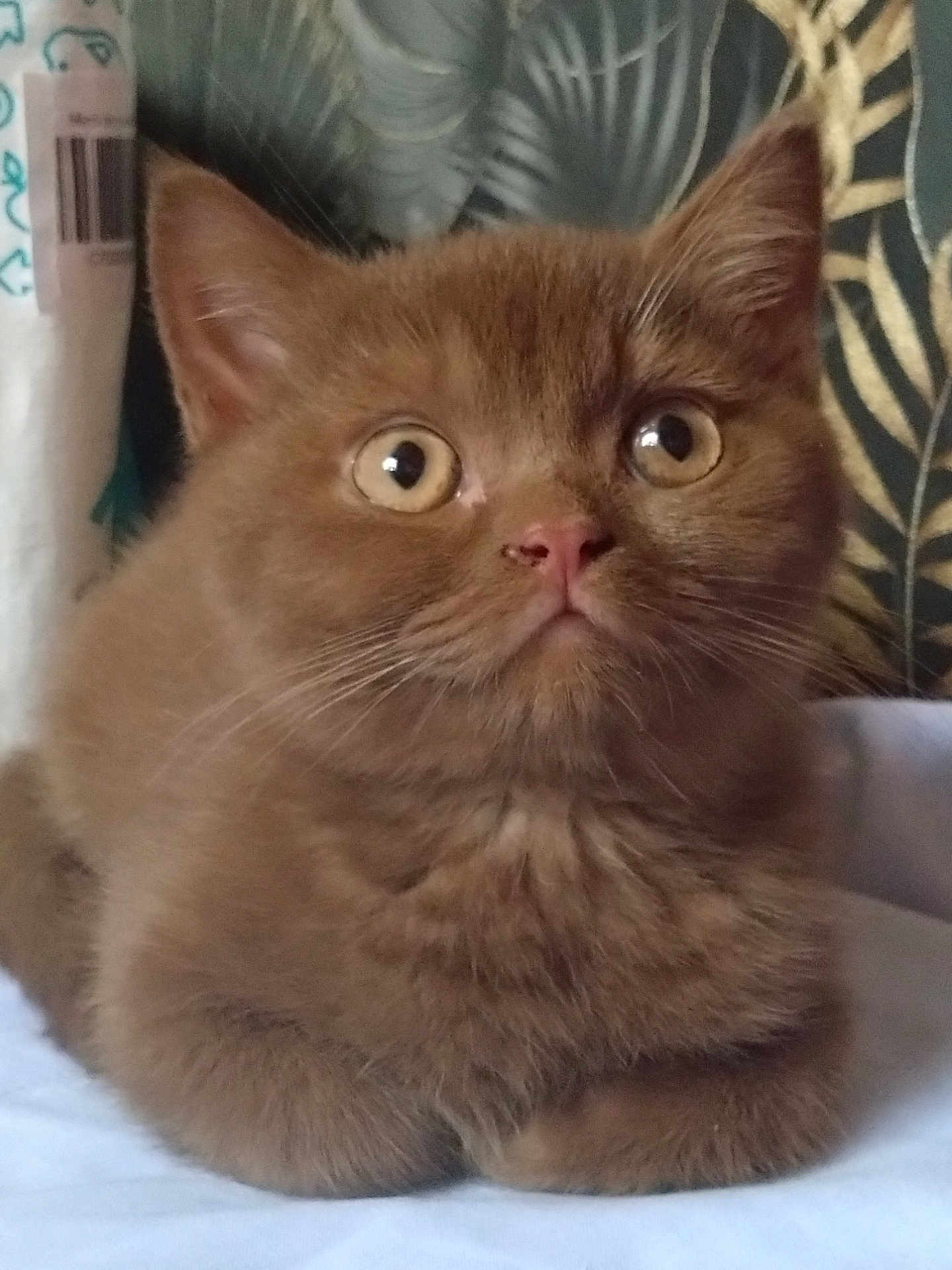 Aïko