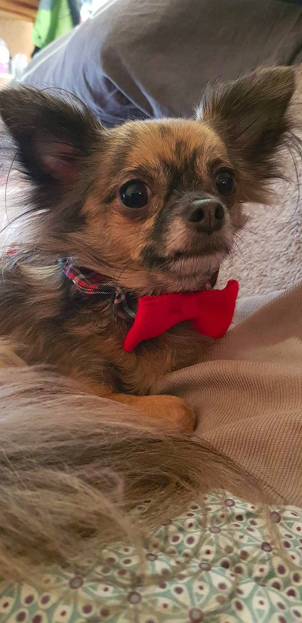 Malha participe au concours pour gagner de l'argent avec cette photo : canidae, carnivore, chihuahua, companion_dog, dog, dog_breed, fawn, mammal, puppy, snout, sporting_group, toy_dog, vertebrate, whiskers