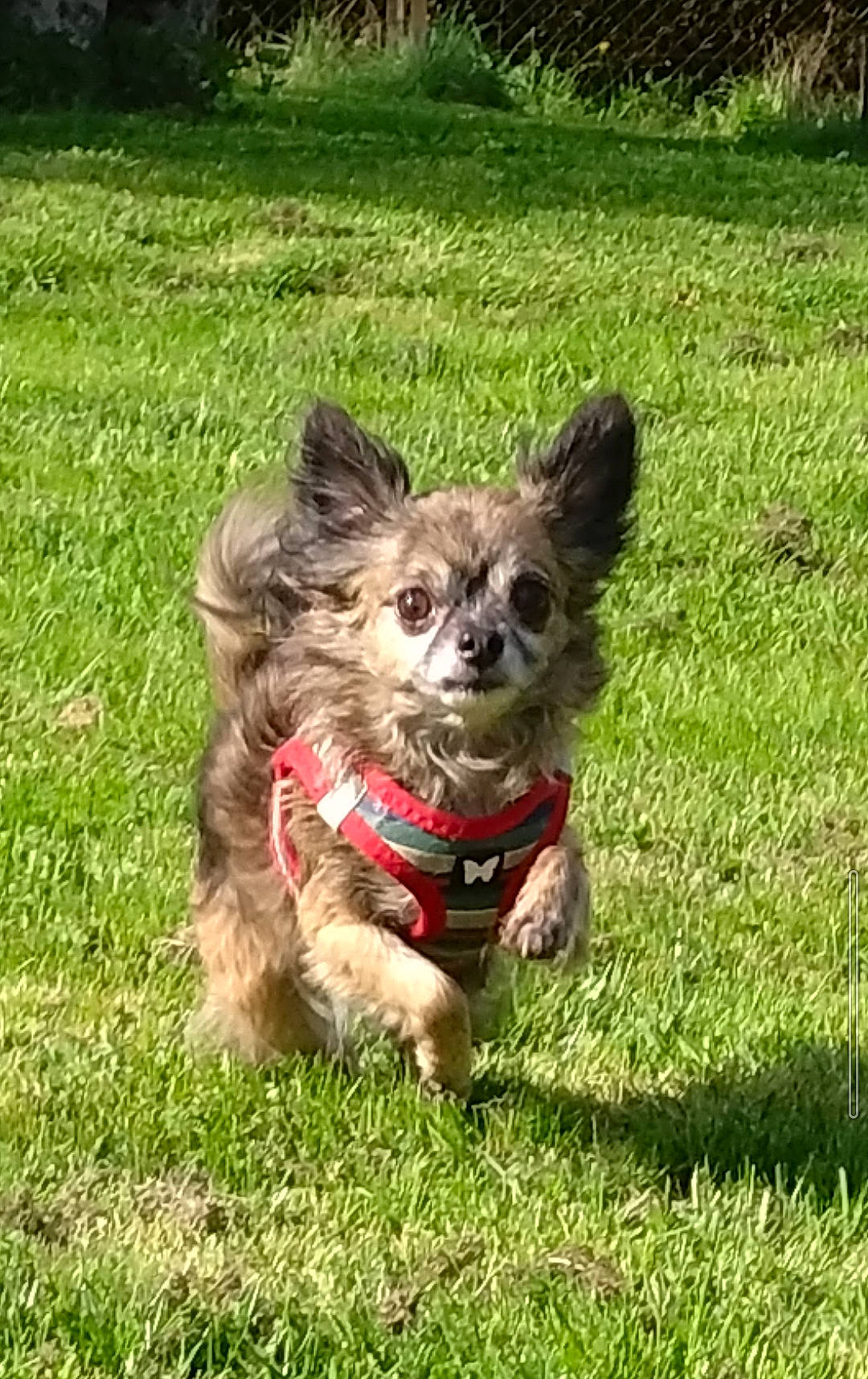 Malha participe au concours pour gagner de l'argent avec cette photo : carnivore, collar, companion_dog, dog, dog_breed, dog_collar, dog_supply, felidae, grass, groundcover, leash, liver, plant, small_terrier, tail, terrestrial_animal, terrier, toy_dog, whiskers, working_animal