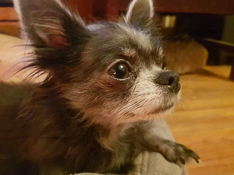 Ti'Louis a rejoint le concours — aidez-le/la à gagner de superbes lots ! canidae, carnivore, companion_dog, corgi_chihuahua, dog, dog_breed, dog_supply, fawn, flooring, fur, hardwood, liver, shelf, snout, sporting_group, terrestrial_animal, toy_dog, whiskers, wood, working_animal