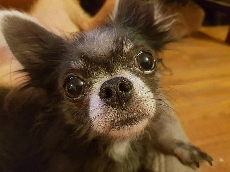 Ti'Louis participe au concours pour gagner de l'argent avec cette photo : canidae, carnivore, companion_dog, dog, dog_breed, ear, fawn, flooring, fur, hardwood, liver, non_sporting_group, plant, snout, sporting_group, terrestrial_animal, toy_dog, whiskers, wood, working_animal