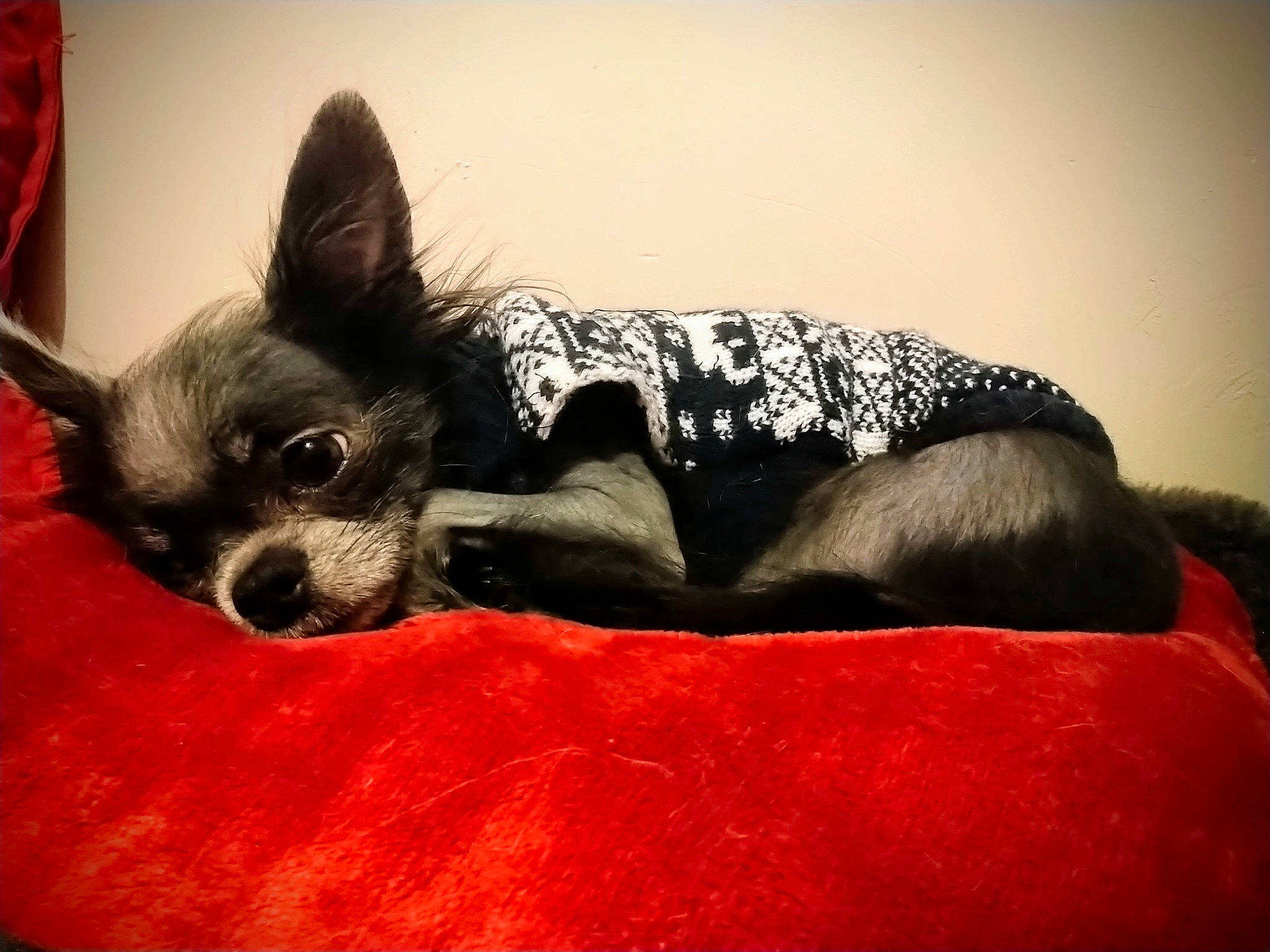 Ti'Louis participe au concours pour gagner de l'argent avec cette photo : art, bed, canidae, carnivore, comfort, companion_dog, couch, dog, dog_breed, dog_supply, fawn, fur, human_body, human_leg, paw, snout, sporting_group, toy_dog, whiskers, working_animal