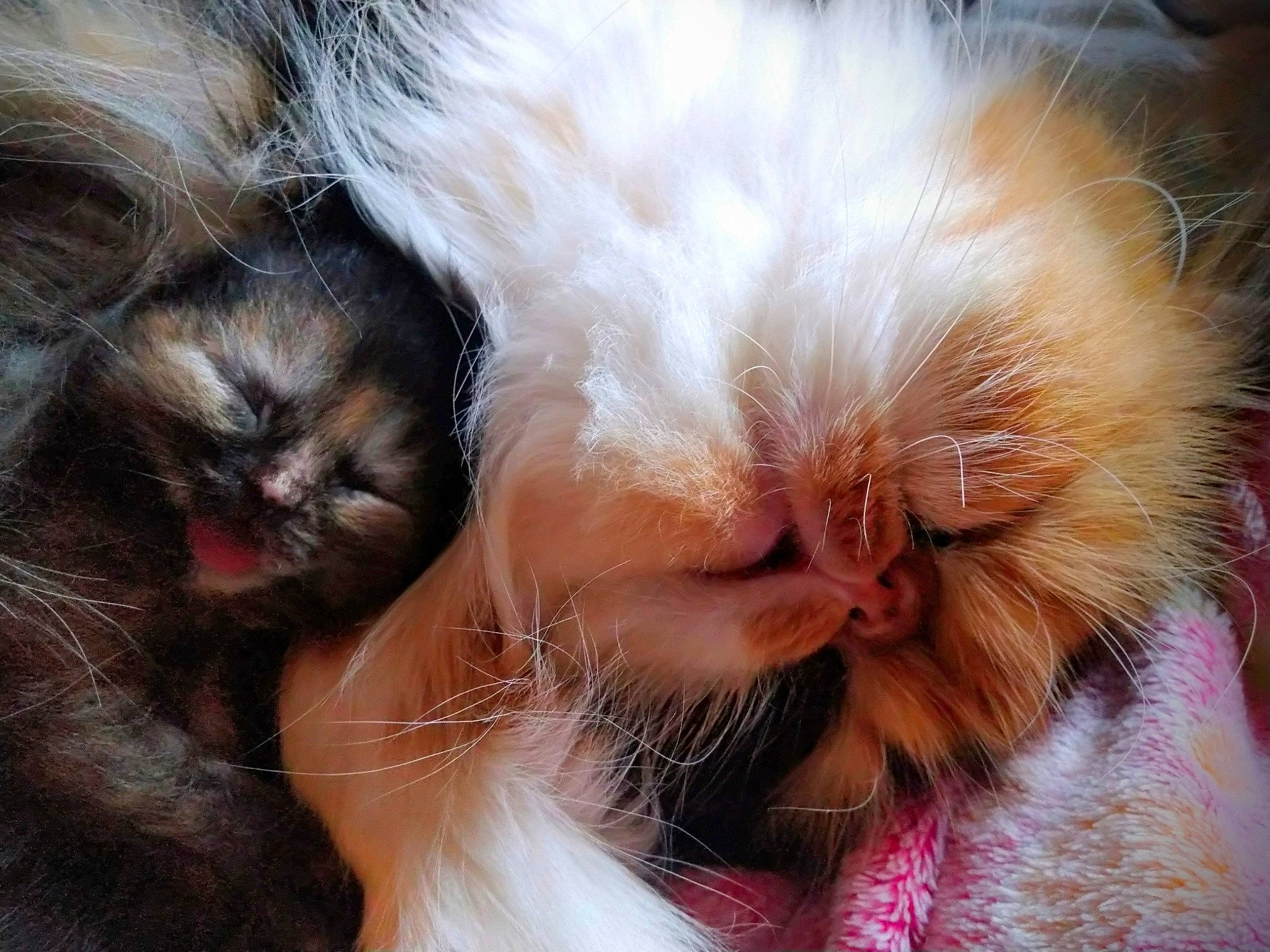 Osiris a rejoint le concours — aidez-le/la à gagner de superbes lots ! carnivore, cat, claw, close_up, companion_dog, ear, facial_expression, fawn, felidae, fur, interaction, kitten, mouth, nose, paw, persian, photography, small_to_medium_sized_cats, snout, whiskers