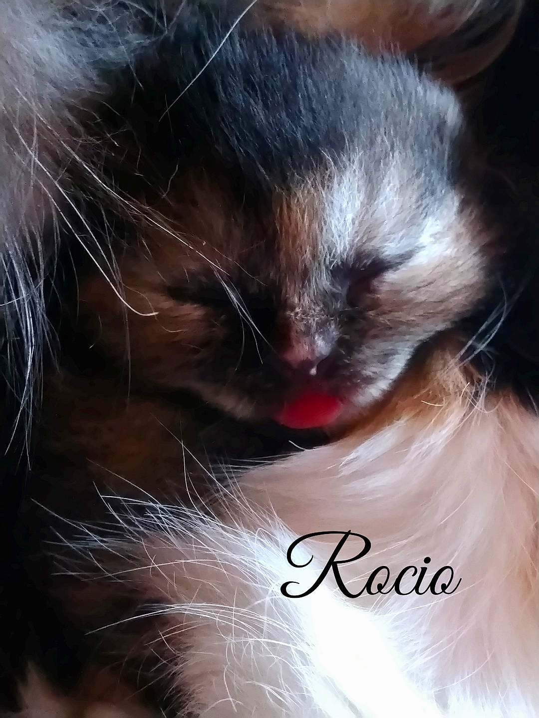 Osiris a rejoint le concours — aidez-le/la à gagner de superbes lots ! carnivore, cat, ear, felidae, fur, kitten, norwegian_forest_cat, nose, photo_caption, small_to_medium_sized_cats, snout, whiskers