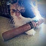 Osiris a rejoint le concours — aidez-le/la à gagner de superbes lots ! asian, british_longhair, carnivore, cat, cloud, eye, felidae, himalayan, kitten, paw, persian, sky, small_to_medium_sized_cats, snout, tail, whiskers