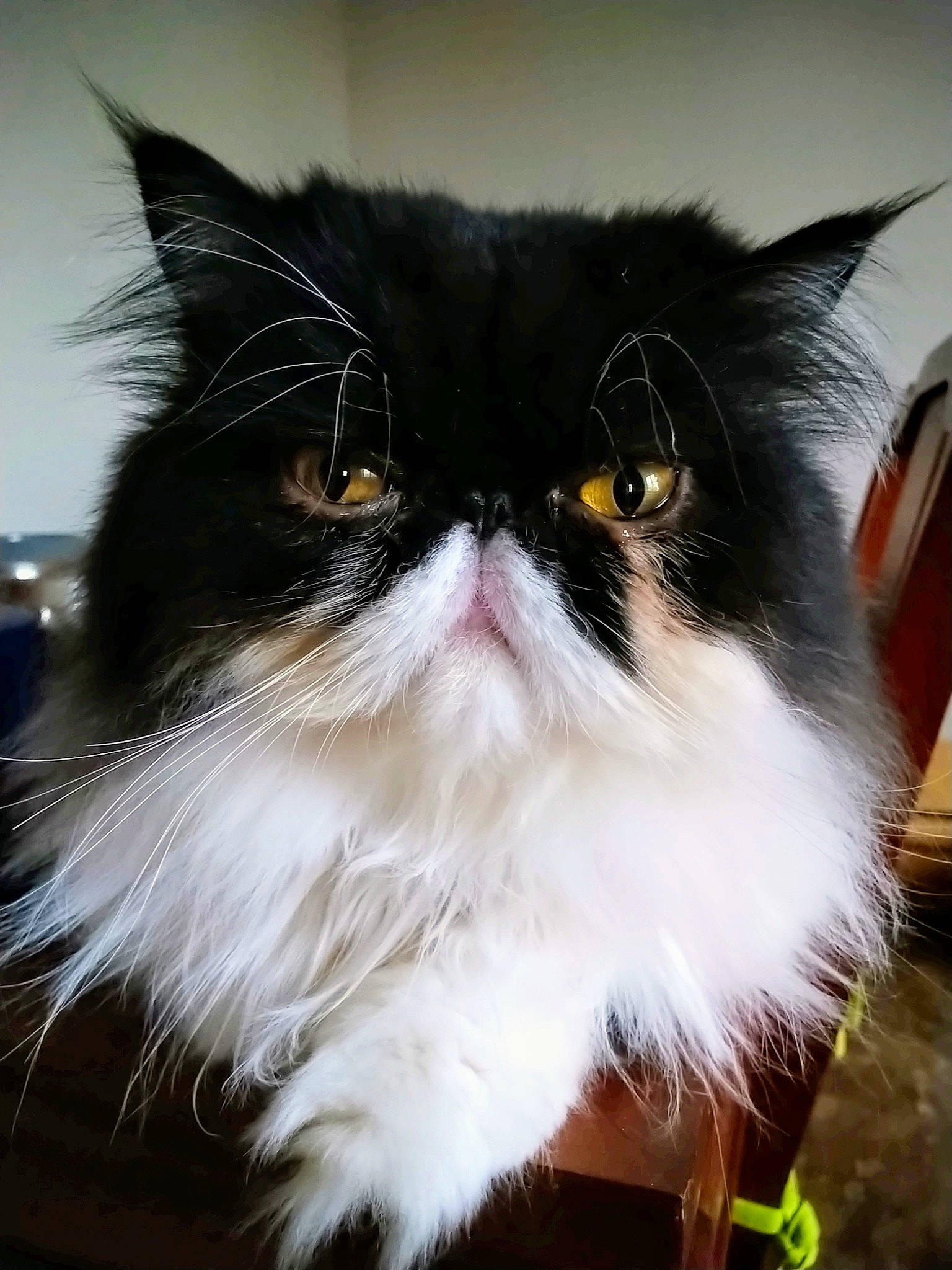 Newton a rejoint le concours — aidez-le/la à gagner de superbes lots ! carnivore, cat, event, felidae, fur, natural_material, plant, small_to_medium_sized_cats, snout, tail, whiskers