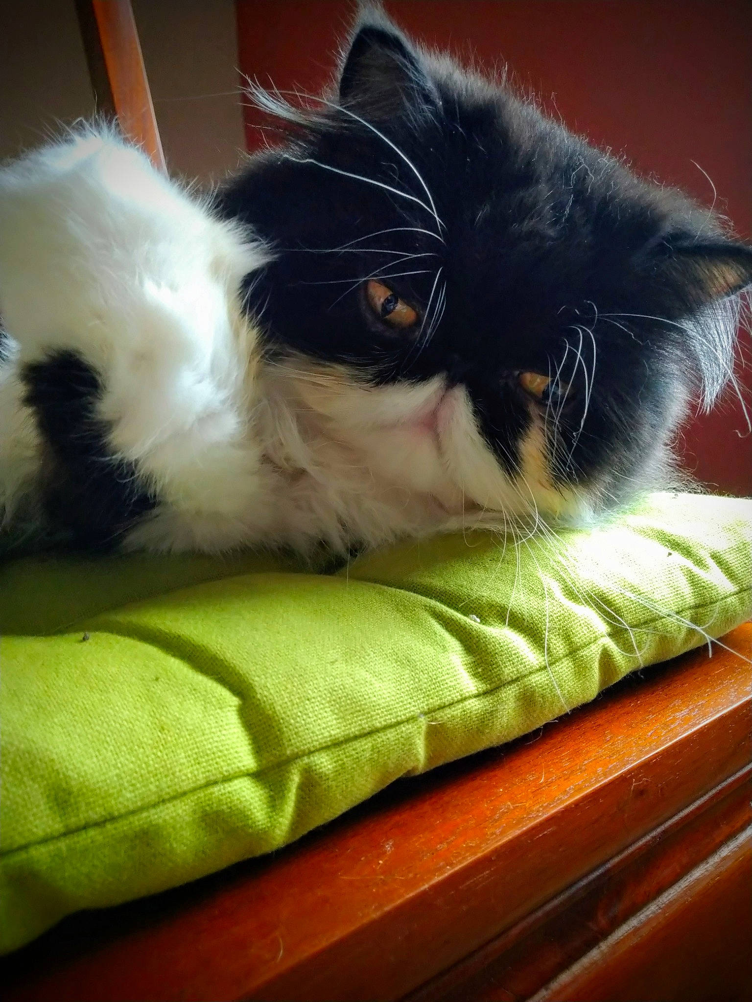 Newton a rejoint le concours — aidez-le/la à gagner de superbes lots ! carnivore, cat, cat_supply, claw, comfort, companion_dog, felidae, flooring, fur, hardwood, nap, paw, sitting, small_to_medium_sized_cats, snout, tail, whiskers, wood