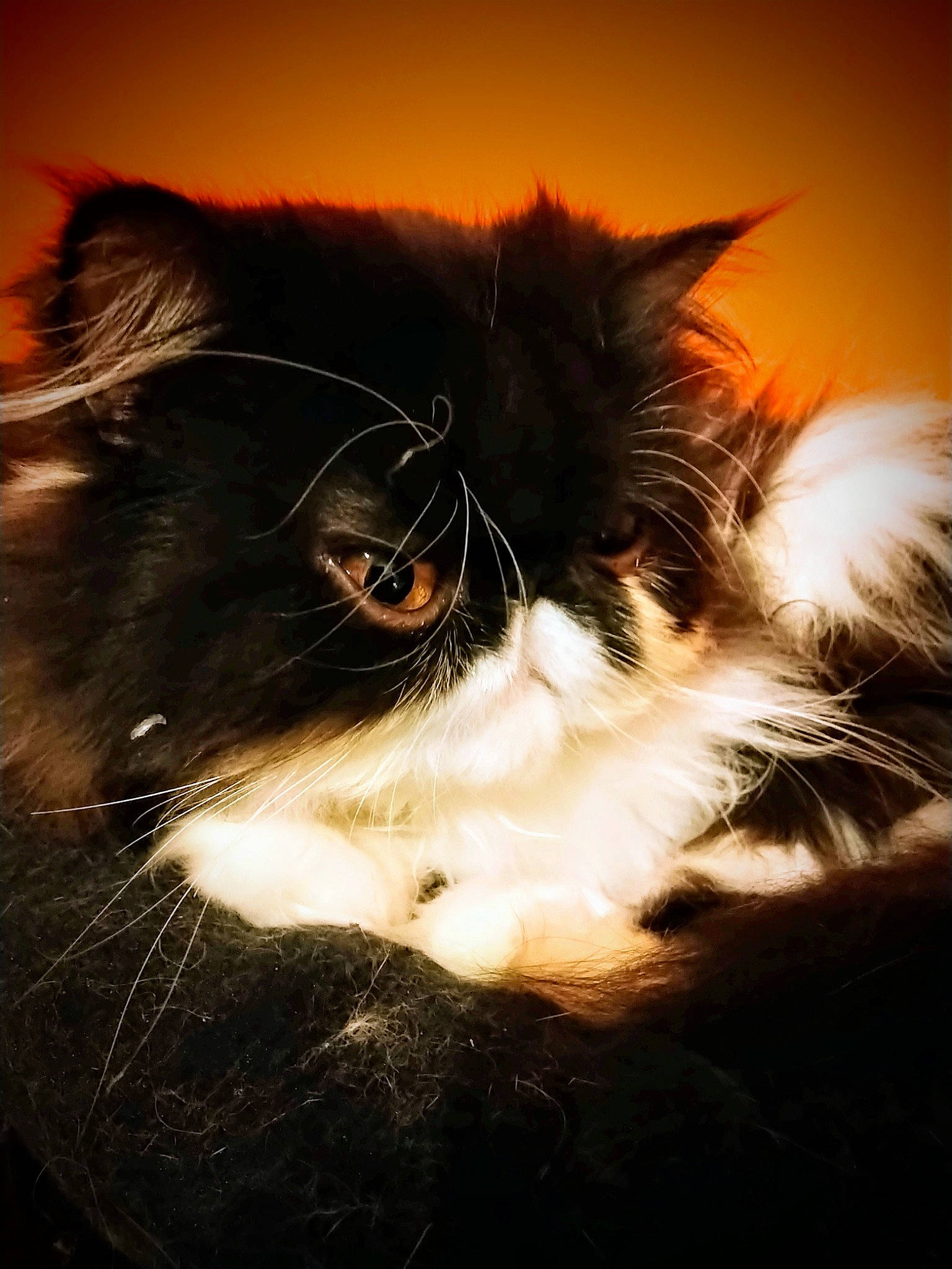 Newton a rejoint le concours — aidez-le/la à gagner de superbes lots ! art, carnivore, cat, darkness, eye, felidae, fur, small_to_medium_sized_cats, snout, tail, whiskers