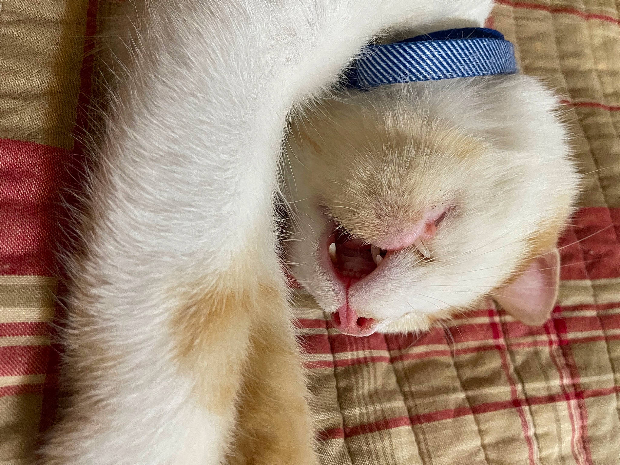 Adrian joined the competition — help win amazing prizes! carnivore, cat, claw, close_up, comfort, domestic_short_haired_cat, fang, fawn, felidae, foot, fur, linens, nap, pattern, paw, small_to_medium_sized_cats, snout, tail, terrestrial_animal, whiskers