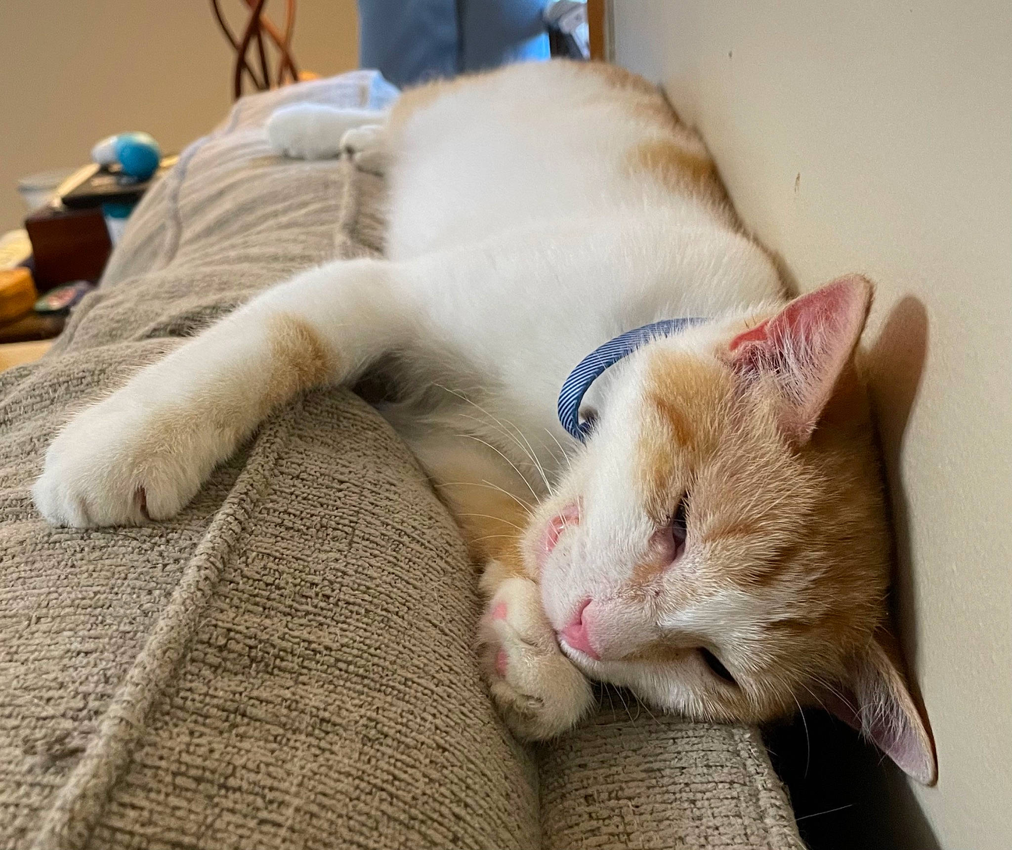 Adrian joined the competition — help win amazing prizes! carnivore, cat, claw, comfort, domestic_short_haired_cat, ear, eye, fawn, felidae, flooring, fur, linens, nap, paw, room, sleep, small_to_medium_sized_cats, snout, tail, whiskers