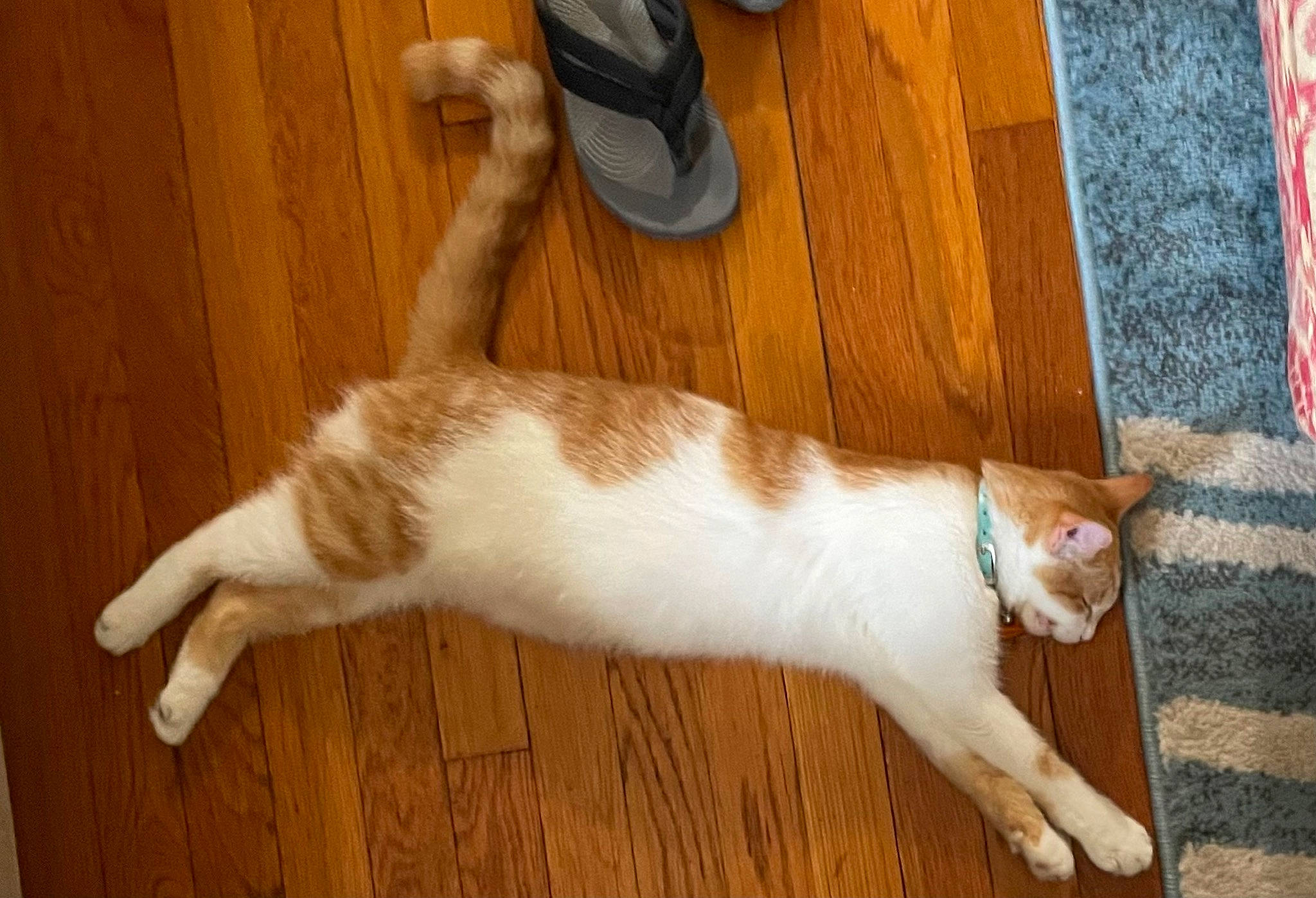 Adrian is registered to the contest to win money with this photo: carnivore, cat, claw, domestic_short_haired_cat, fawn, felidae, floor, flooring, foot, fur, hardwood, human_leg, mobile_phone, paw, small_to_medium_sized_cats, tail, whiskers, wood, wood_flooring, wood_stain