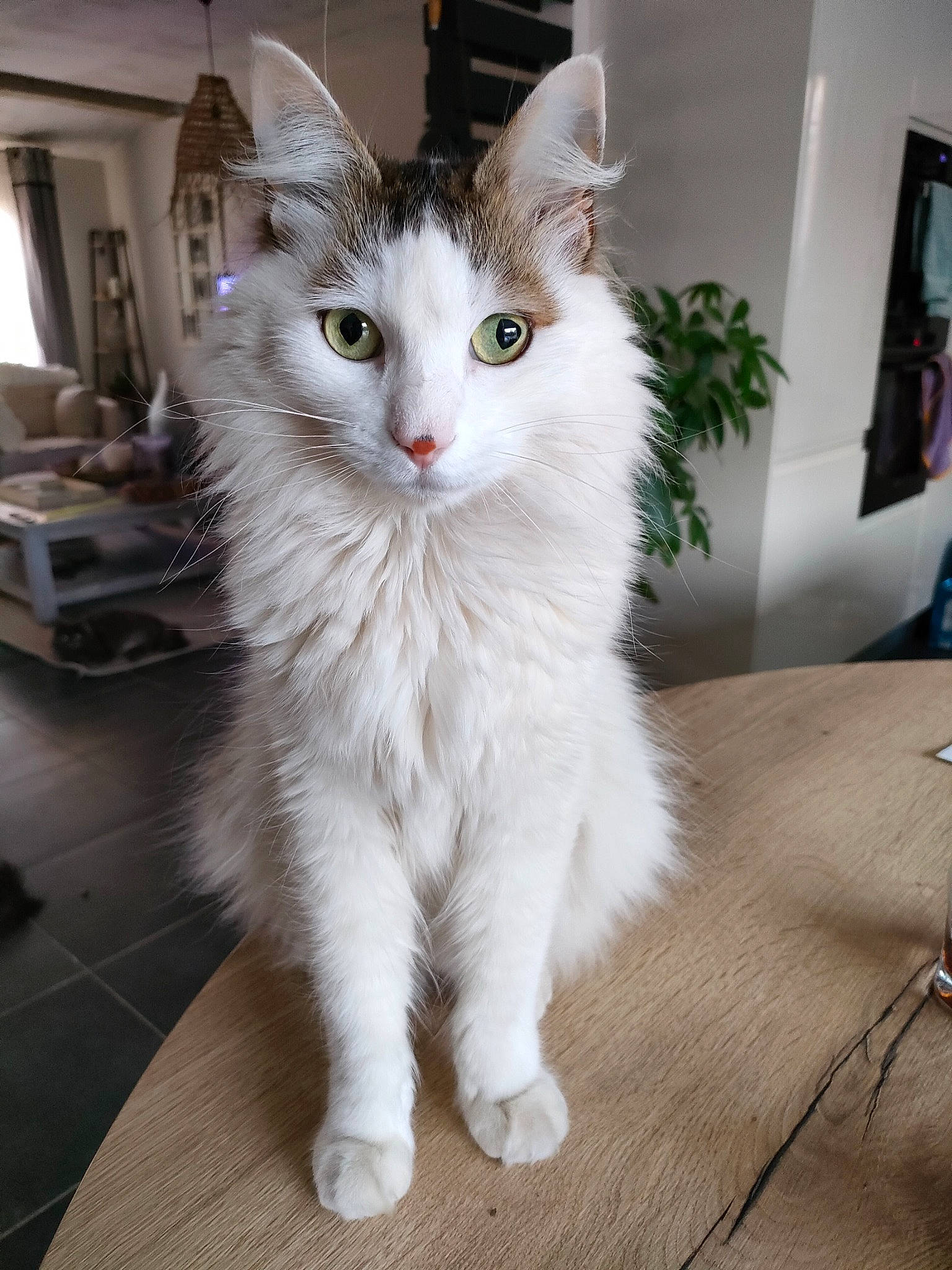 Oky participe au concours pour gagner de l'argent avec cette photo : carnivore, cat, claw, domestic_short_haired_cat, felidae, flooring, fur, hardwood, paw, picture_frame, small_to_medium_sized_cats, snout, tableware, tail, whiskers, window, wine_glass