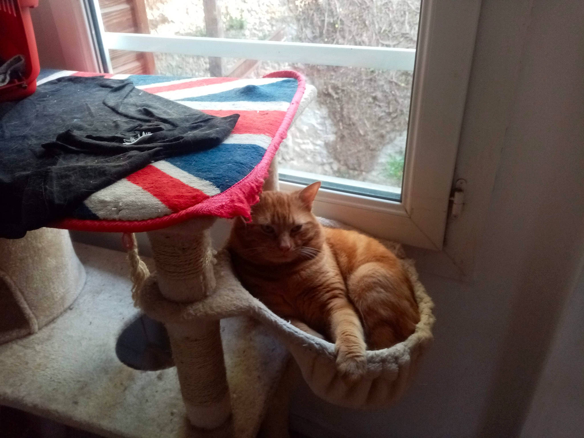 Pumpkin participe au concours pour gagner de l'argent avec cette photo : carnivore, cat, cat_supply, comfort, companion_dog, domestic_short_haired_cat, fawn, felidae, flooring, fur, human_leg, lap, small_to_medium_sized_cats, snout, sporting_group, tail, toy, whiskers, window, wood