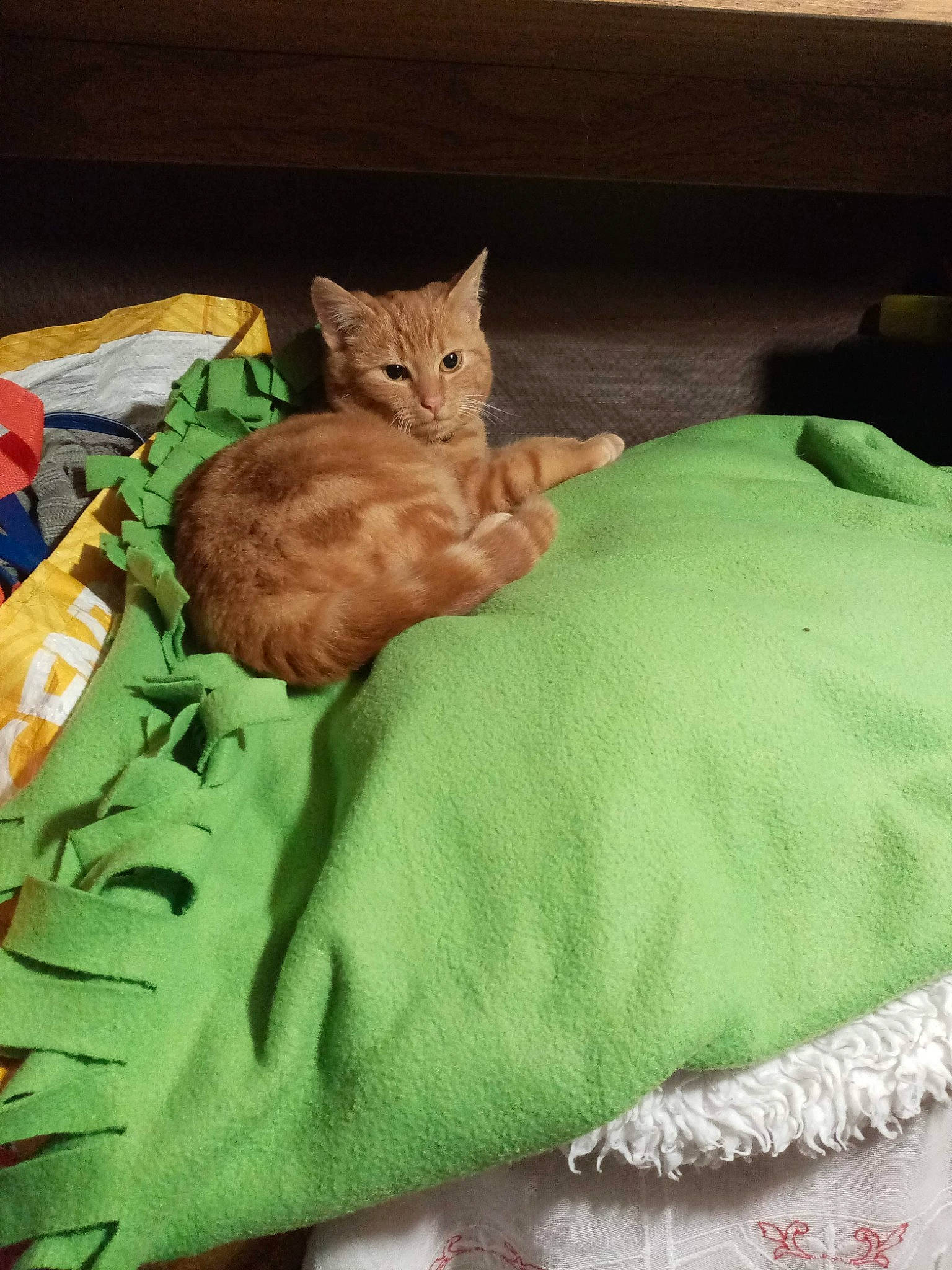 Pumpkin a rejoint le concours — aidez-le/la à gagner de superbes lots ! bed, bedding, carnivore, cat, cat_bed, cat_supply, comfort, domestic_short_haired_cat, duvet, fawn, felidae, fur, grass, linens, nap, plant, small_to_medium_sized_cats, tail, textile, whiskers