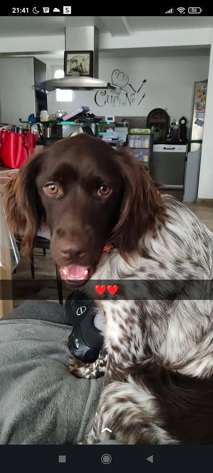 Siska a rejoint le concours — aidez-le/la à gagner de superbes lots ! canidae, carnivore, cocker_spaniel, collar, companion_dog, dog, dog_breed, dog_collar, door, event, flooring, fur, gun_dog, liver, retriever, snout, spaniel, sporting_group, whiskers, working_animal