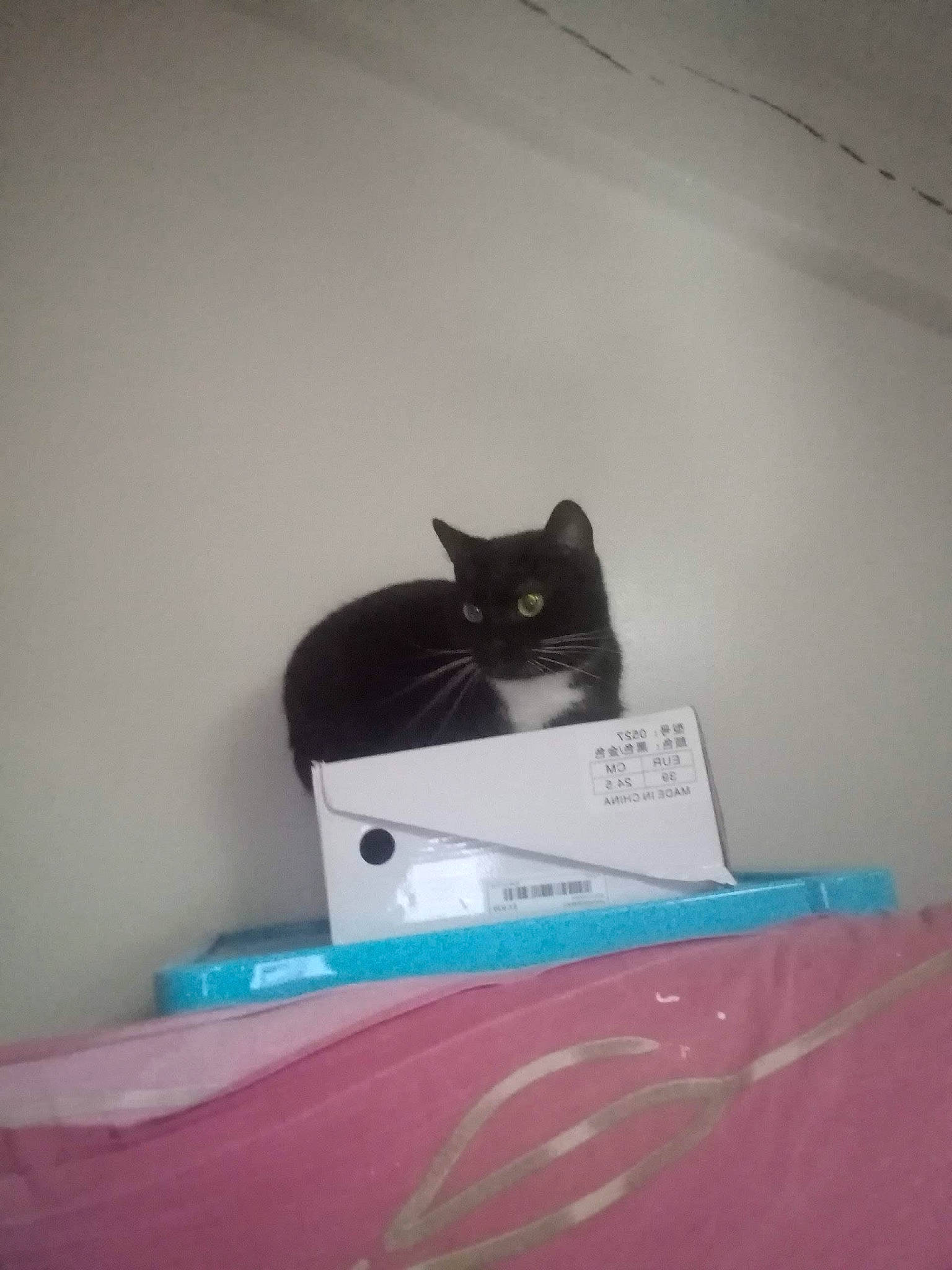 Clochette a rejoint le concours — aidez-le/la à gagner de superbes lots ! audio_equipment, black_cat, box, carmine, carnivore, cat, domestic_short_haired_cat, electronic_instrument, felidae, flooring, gadget, grey, magenta, packaging_and_labeling, paper_product, room, small_to_medium_sized_cats, tail, whiskers, window