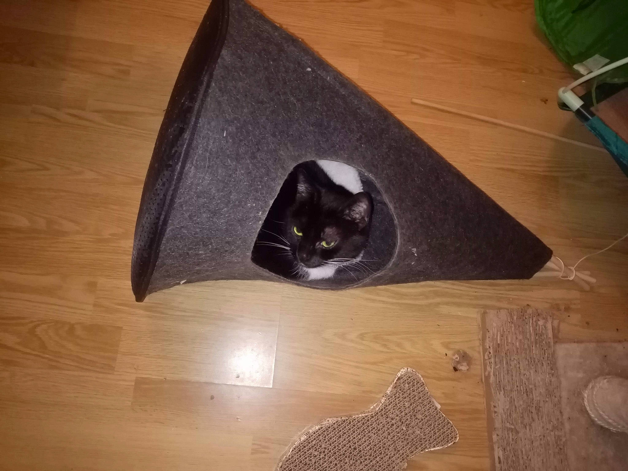 Clochette participe au concours pour gagner de l'argent avec cette photo : brown, cat, composite_material, felidae, flooring, hardwood, natural_material, plywood, room, small_to_medium_sized_cats, whiskers, wood, wood_flooring, wood_stain