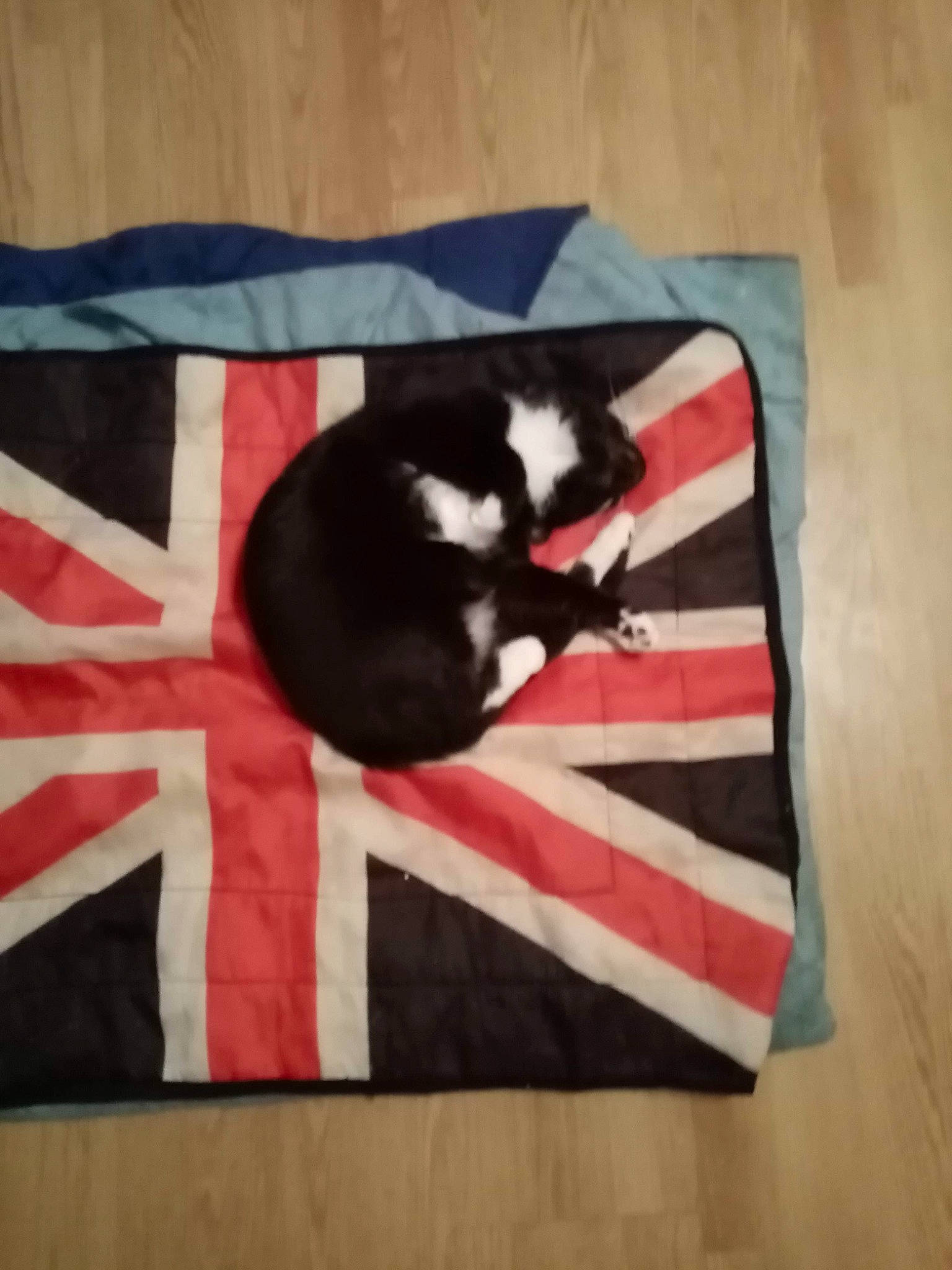 Clochette a rejoint le concours — aidez-le/la à gagner de superbes lots ! art, carmine, carnivore, cat, felidae, flag, flag_of_the_united_states, font, fur, hardwood, linens, magenta, pattern, rectangle, sleeve, small_to_medium_sized_cats, t_shirt, tail, textile, wood