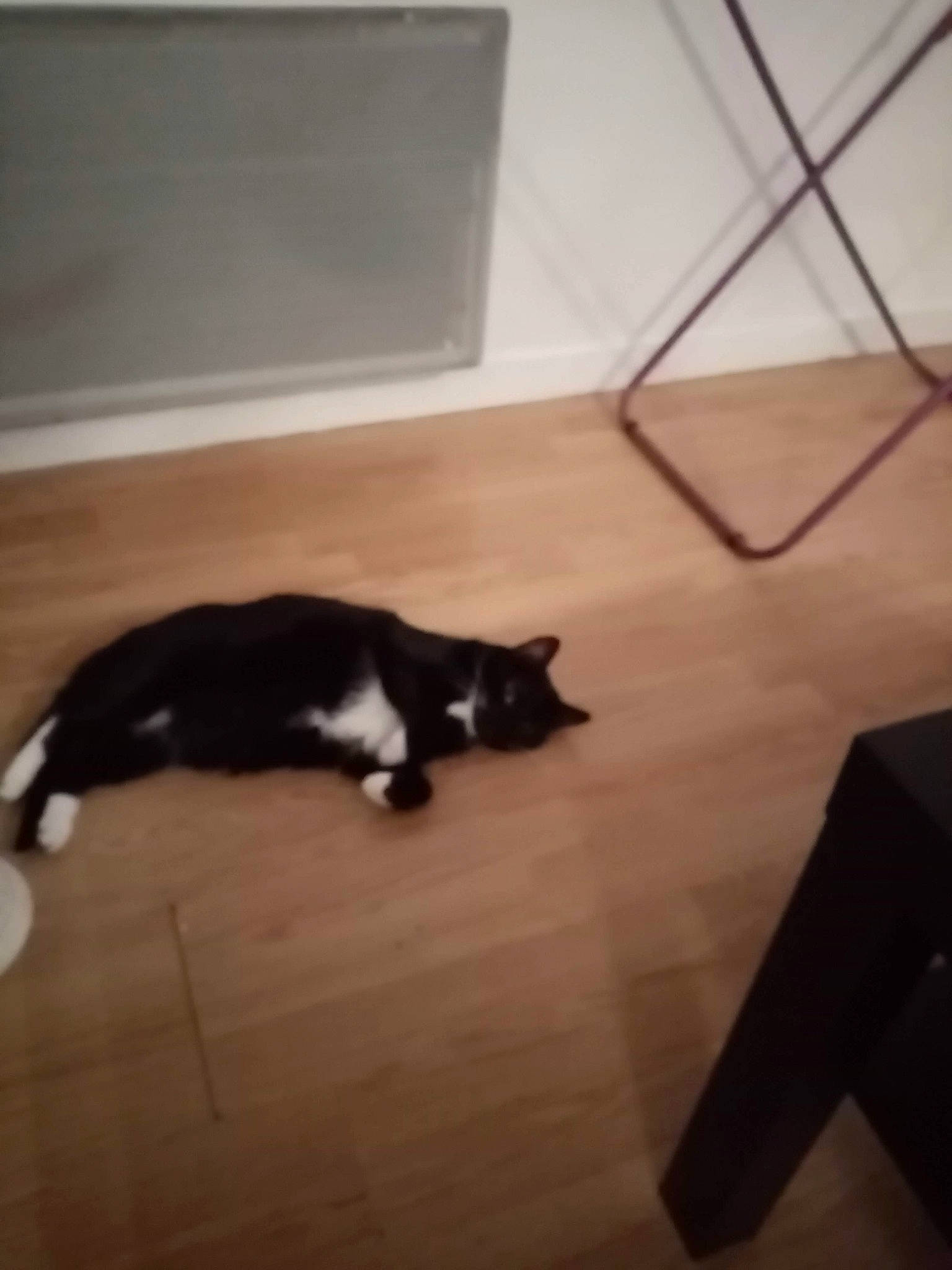 Clochette participe au concours pour gagner de l'argent avec cette photo : black_cat, carnivore, cat, comfort, dog_breed, domestic_short_haired_cat, felidae, floor, flooring, fur, hardwood, laminate_flooring, room, small_to_medium_sized_cats, tail, tints_and_shades, whiskers, wood, wood_flooring, wood_stain